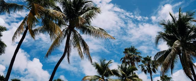 Tall palm trees against a bright blue Florida sky with white clouds